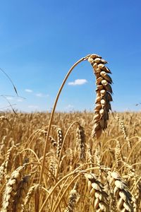 Wheat growing on field against sky