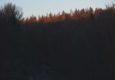 Bare trees in forest against clear sky