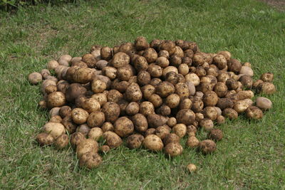 High angle view of bread on field