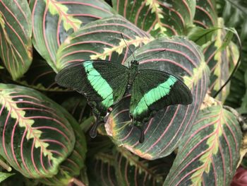 High angle view of a plant