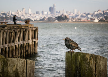 Seagull perching on wooden post in sea with city skyline 