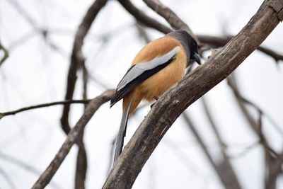 Close-up of bird perching on branch