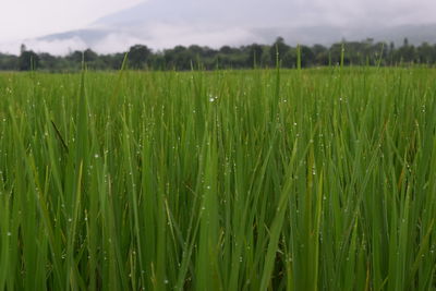 Scenic view of wheat field against sky