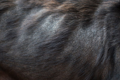 Full frame shot of dog with black hair