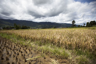 Scenic view of field against sky