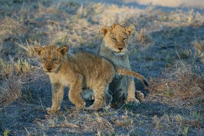 Lion cubs at the sabi sand