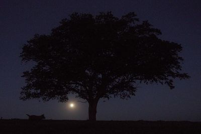 Silhouette tree against sky at night