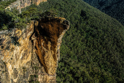 Scenic view of forest