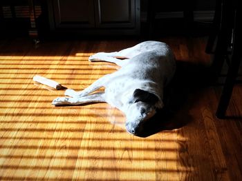 Dog lying on hardwood floor