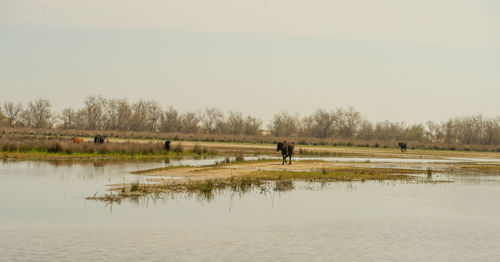 Cows returned from grazing in danube delta romania