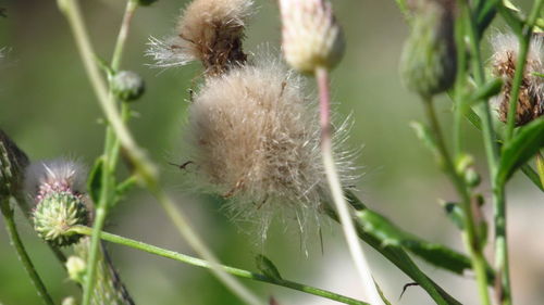 Close-up of dandelion on plant