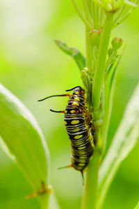 Close-up of insect on leaf