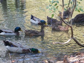 Ducks swimming on lake