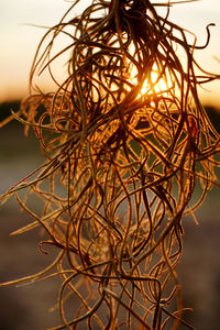 Close-up of plant against sky at sunset