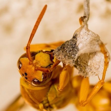 close-up, focus on foreground, selective focus, yellow, insect, still life, indoors, brown, day, no people, nature, dry, freshness, animals in the wild, fragility, table, textured, wildlife, metal