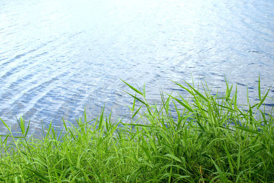Close-up of grass in lake