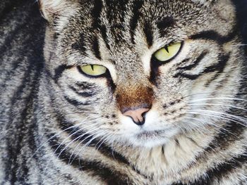 Close-up portrait of cat