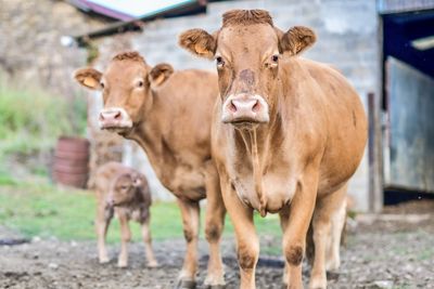 Portrait of cows and calf on field