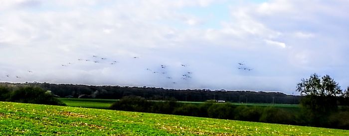 Birds flying over grass against sky