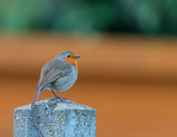 Close-up of bird perching outdoors
