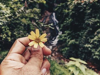 Close-up of hand holding yellow flower