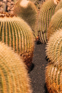 Close-up of cactus growing on field