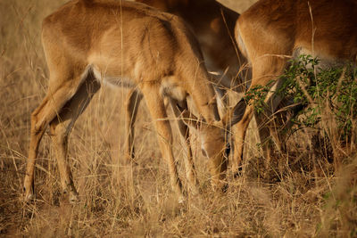 Close-up of elephant