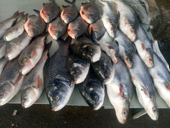 Fish for sale at market