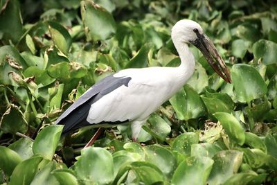 Bird perching on a plant