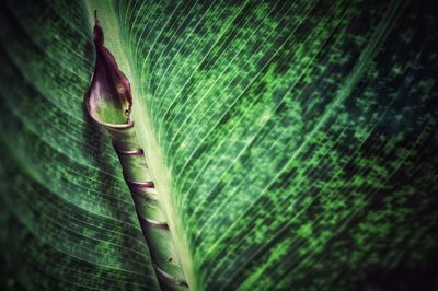 Close-up of green snake on leaf