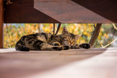 Close-up of cat lying on wooden table