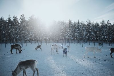 Horses on field against sky during winter