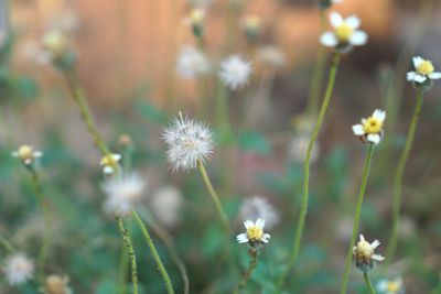 Close-up of flowering plant