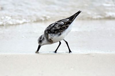 Sand piper is looking for a quick bite on the alabama shore.