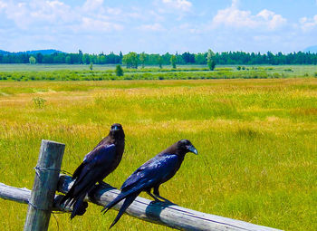 Birds perching on field against sky