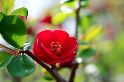 Close-up of red flowering plant