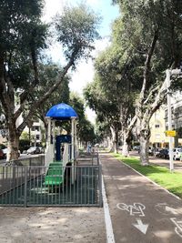 Road by trees in city