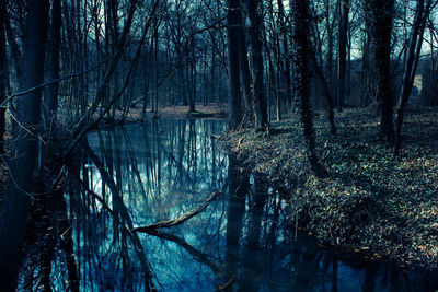 Reflection of trees in river