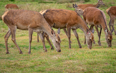 Sheep grazing in a field