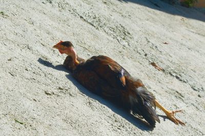 High angle view of bird