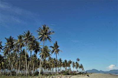 Palm trees on landscape against blue sky