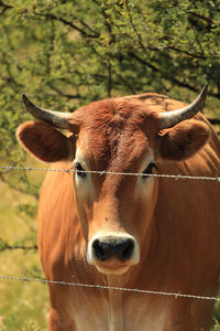 Portrait of a brown cow 