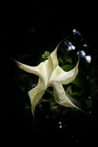 Close-up of white flowers blooming against black background