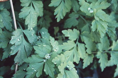 Close-up of leaves