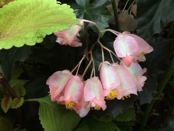 Close-up of pink flowers blooming outdoors