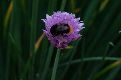 Close-up of bee pollinating on purple flower