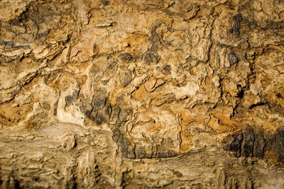 Full frame shot of tree trunk