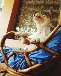 High angle view of dog sitting at basket