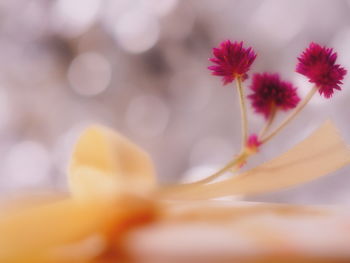 Close-up of flowers against blurred background