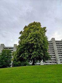 Tree in lawn by building against sky